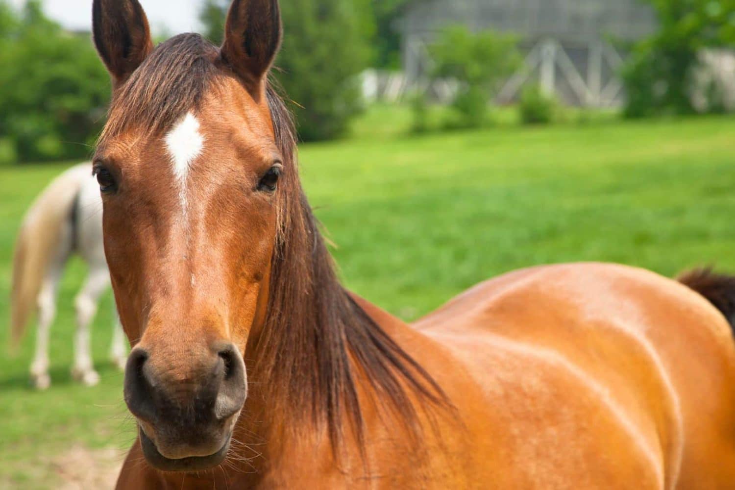 Caballo