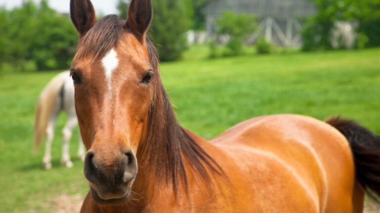 Caballo