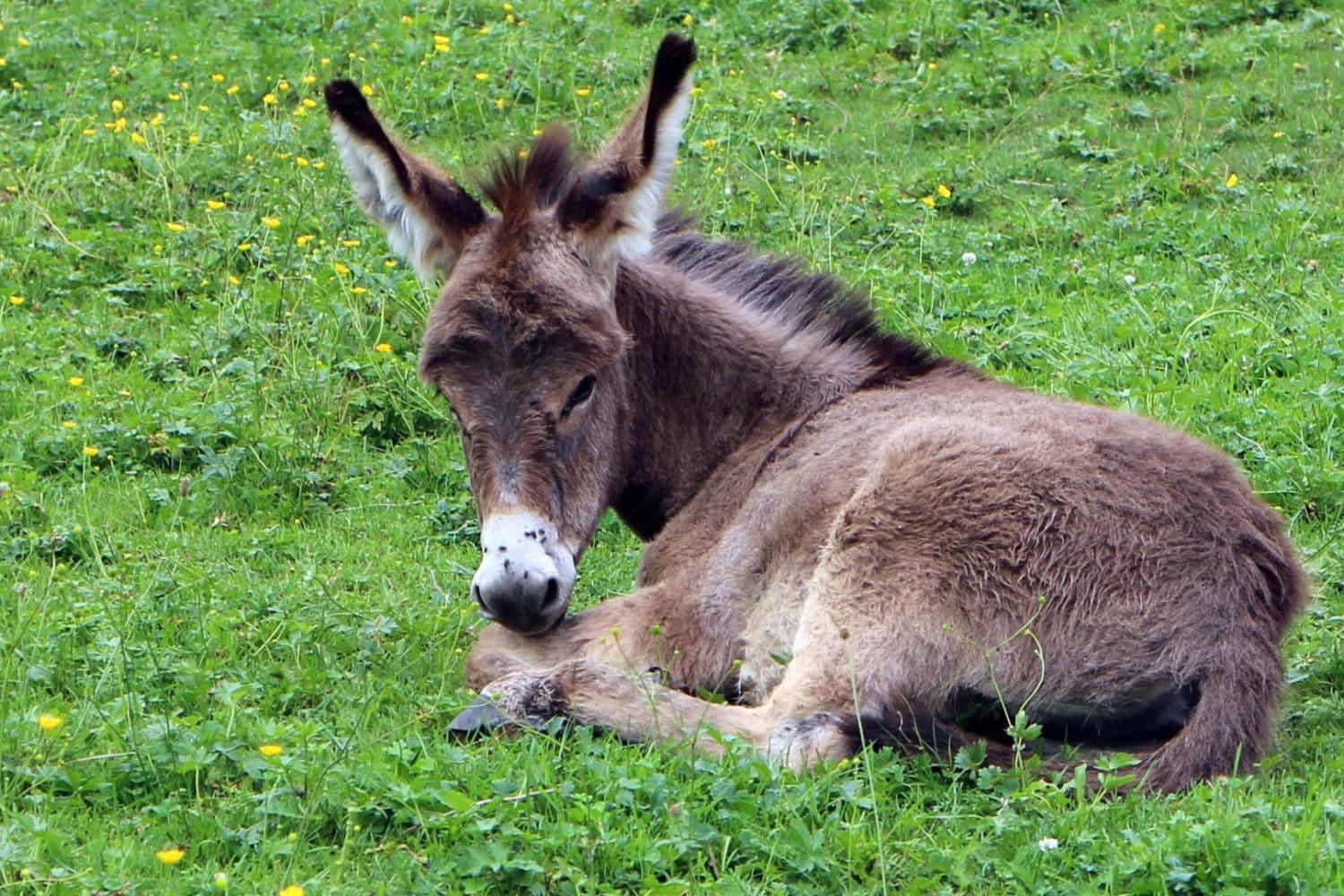 Burro