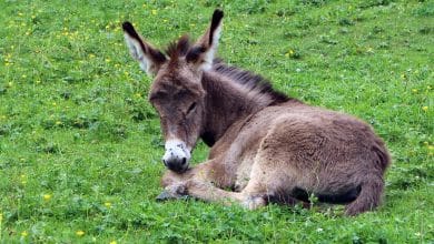 Burro
