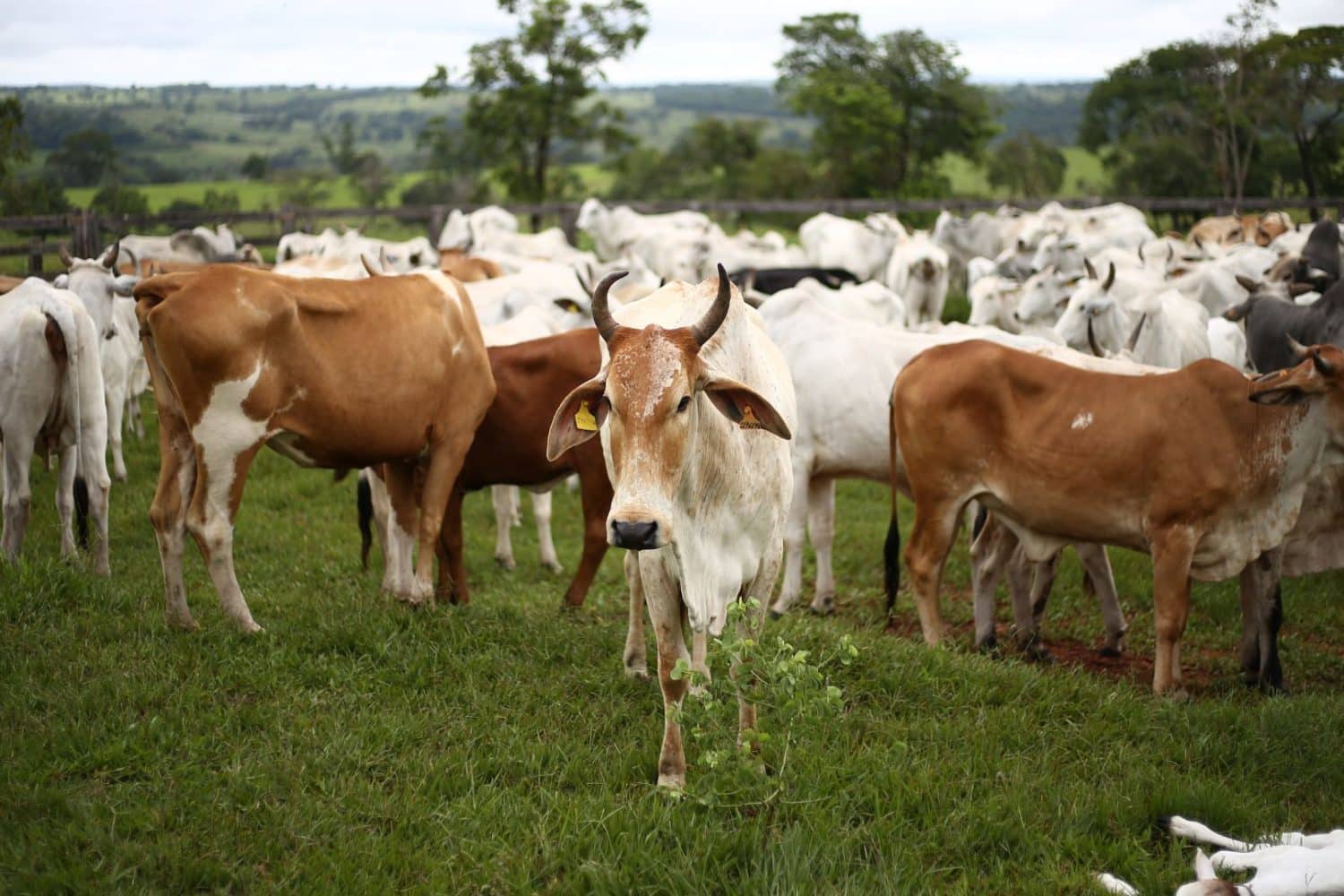 Vaca