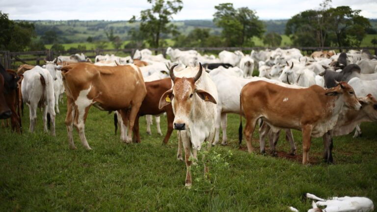 Vaca