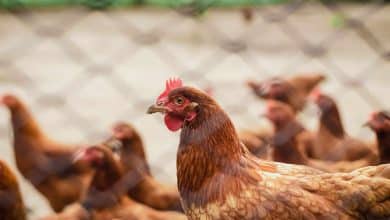 Gallinas