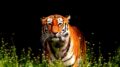 Tigre