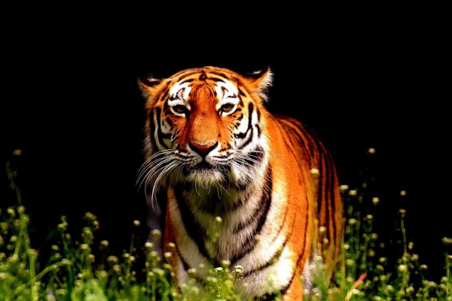 Tigre