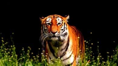 Tigre