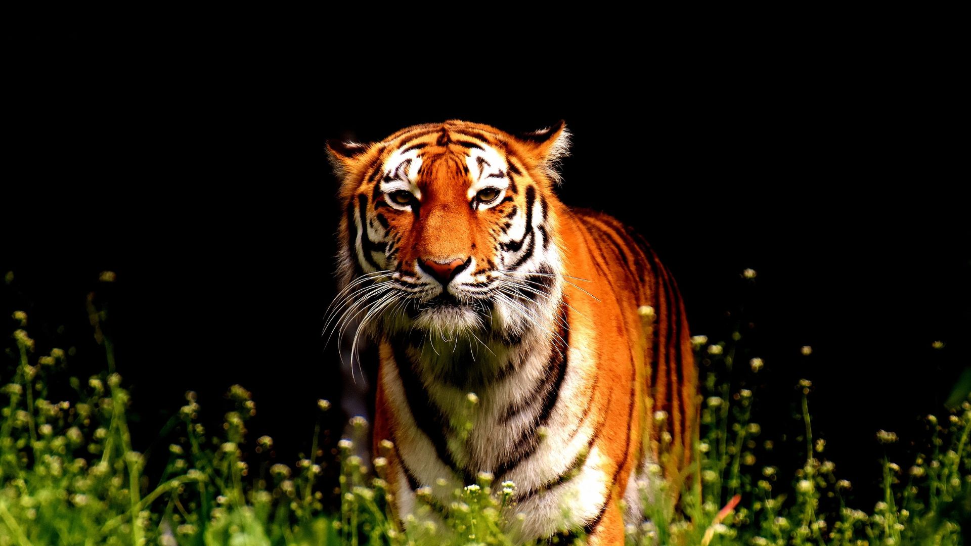 Tigre