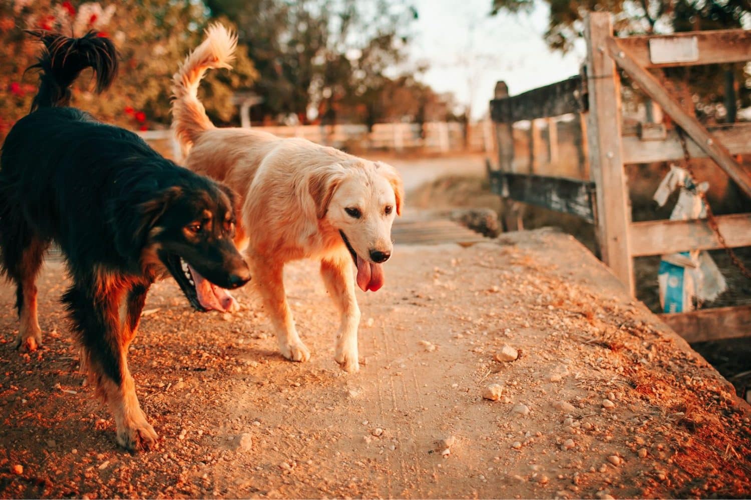Perro
