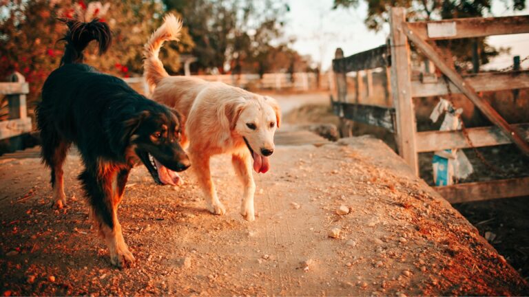 Perro