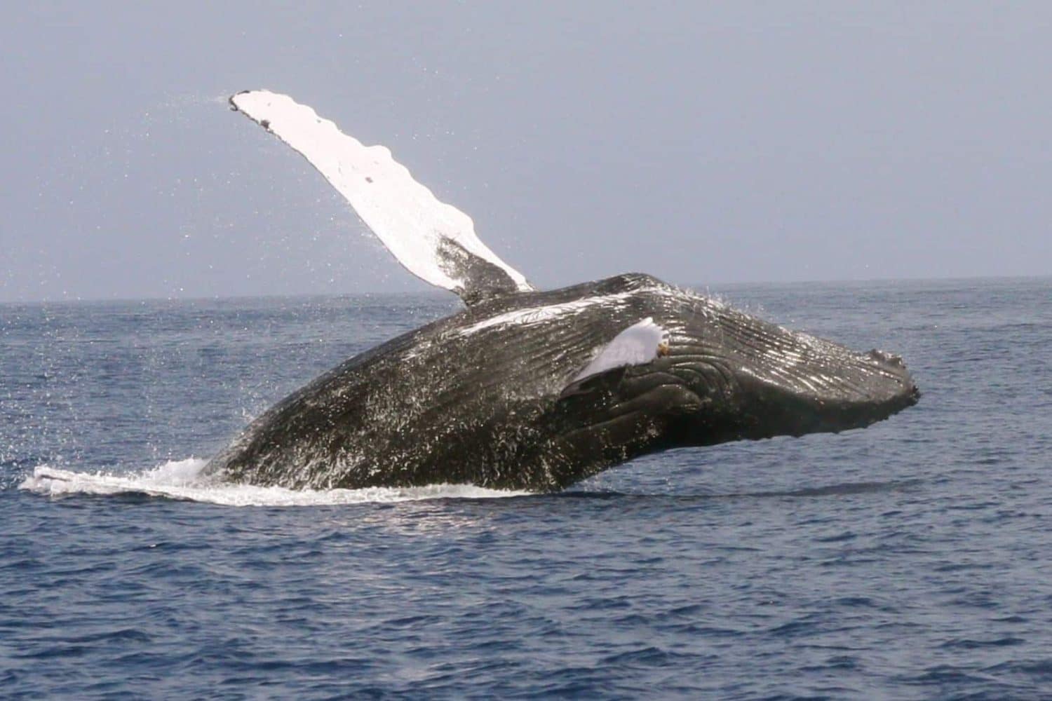 Ballena