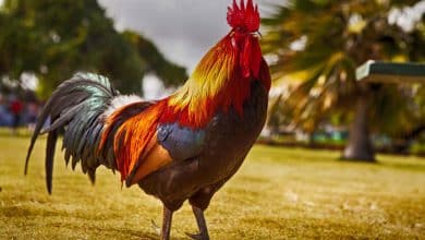 Gallo