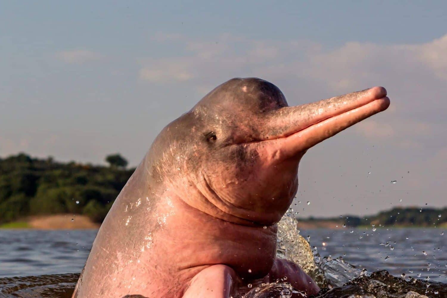 Delfin