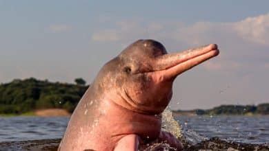 Delfin