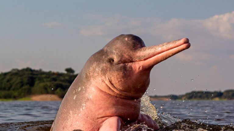 Delfin