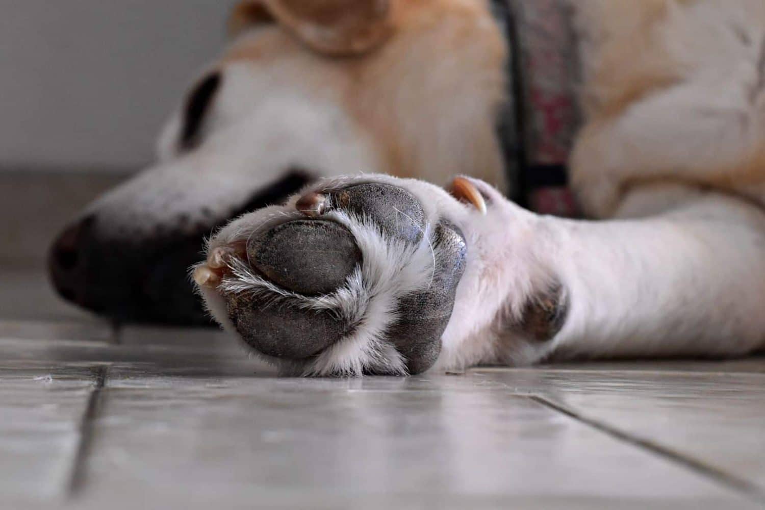 Perro