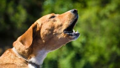 Perro