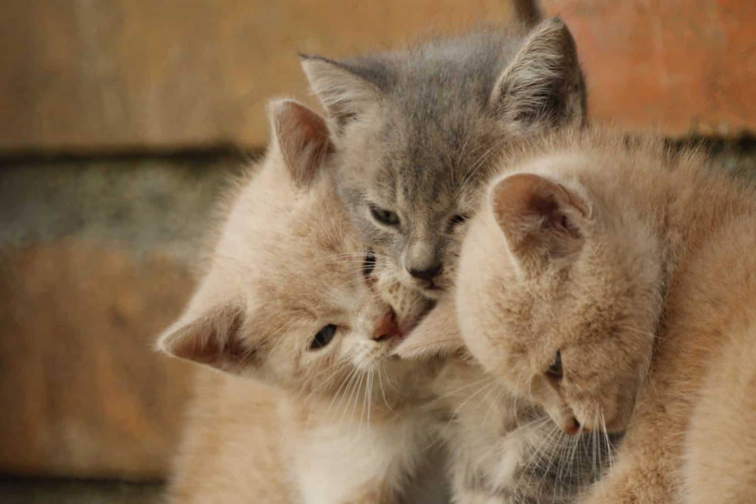 Gatos