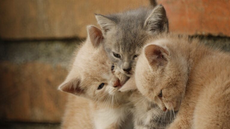 Gatos