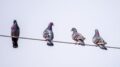 Palomas