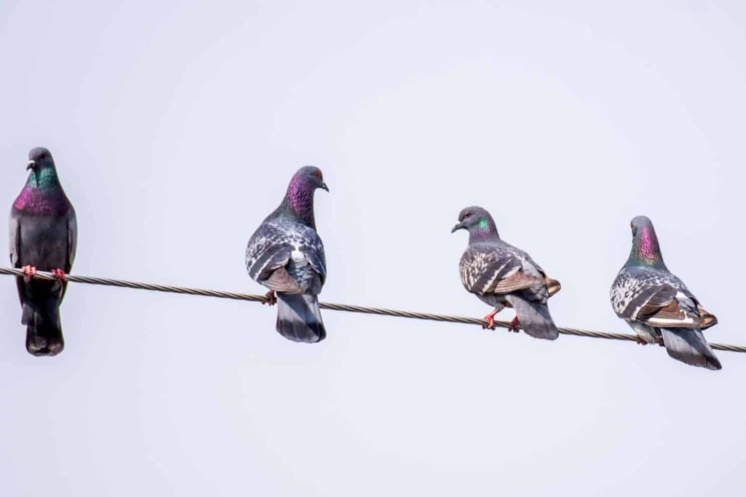 Palomas