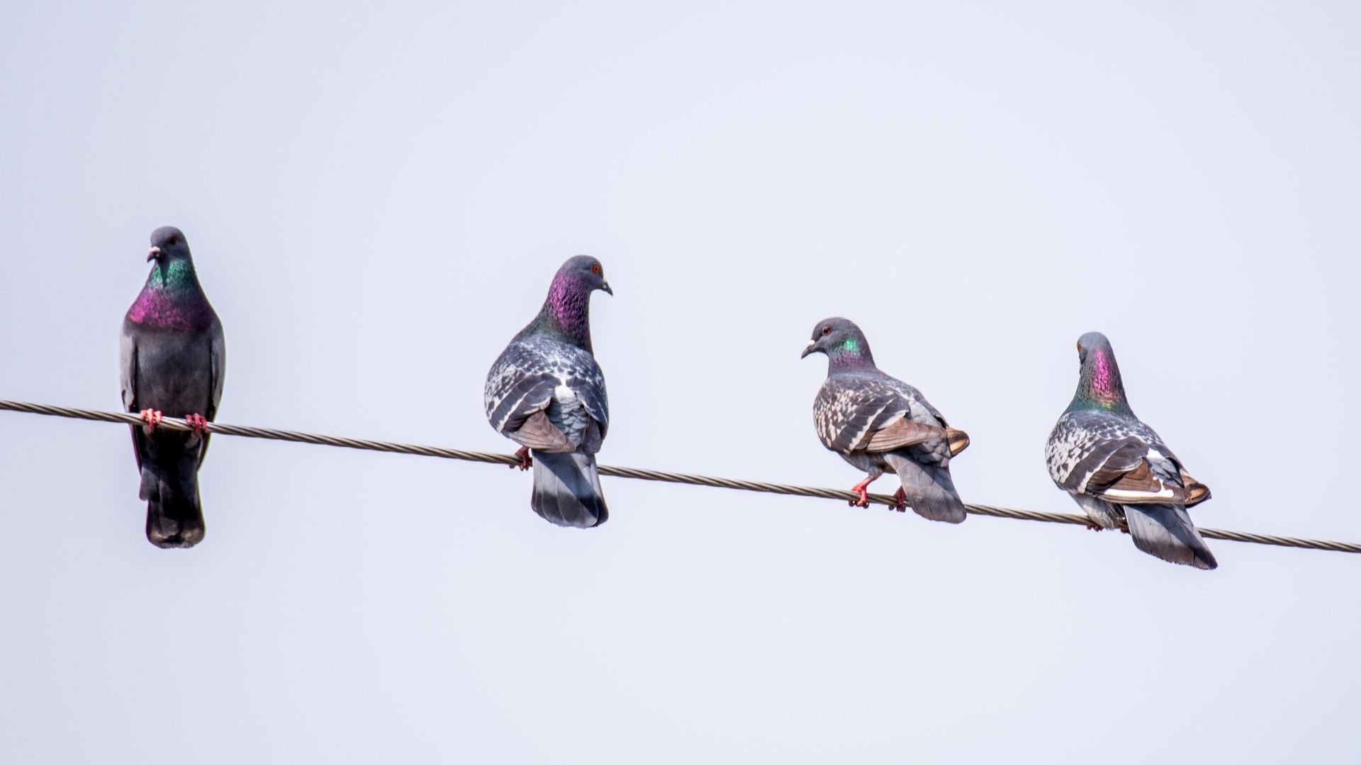 Palomas