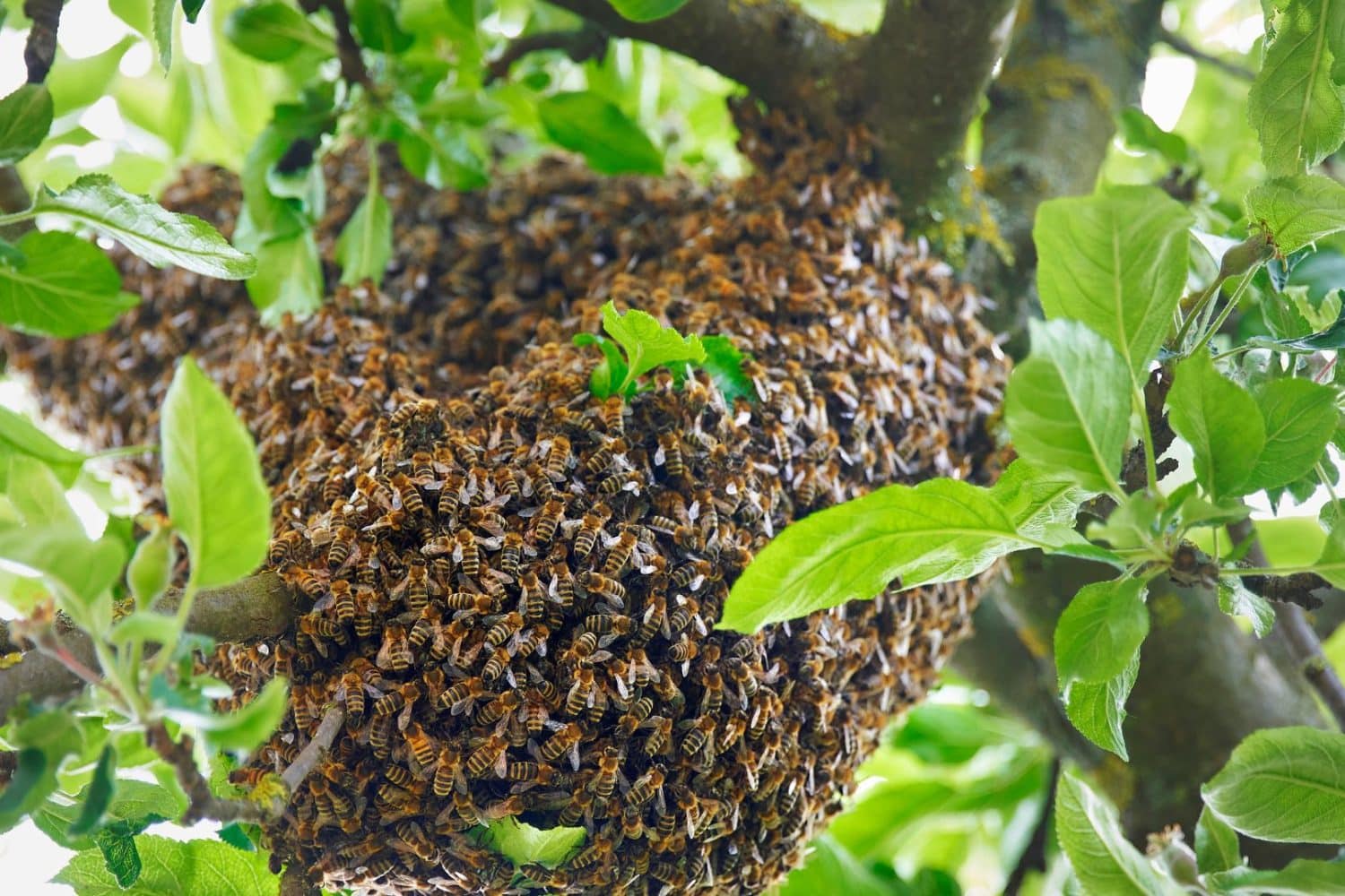 Abejas