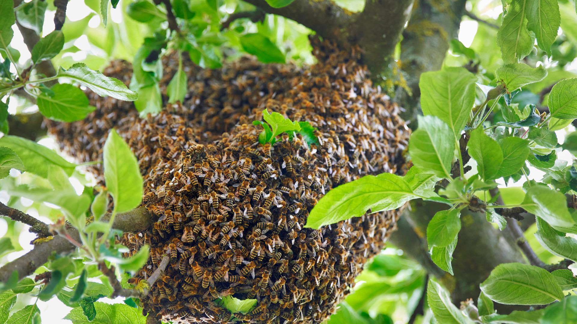 Abejas
