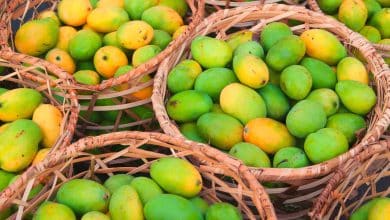 mango