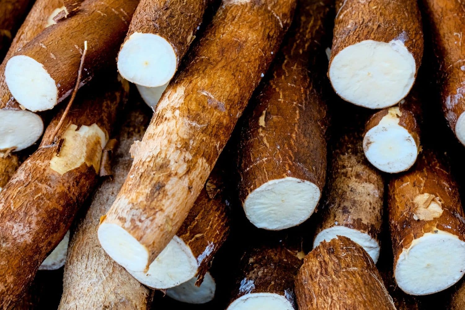Yuca