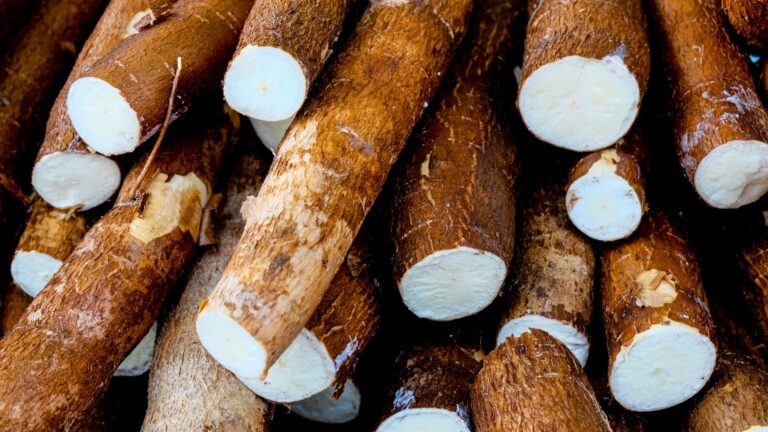Yuca