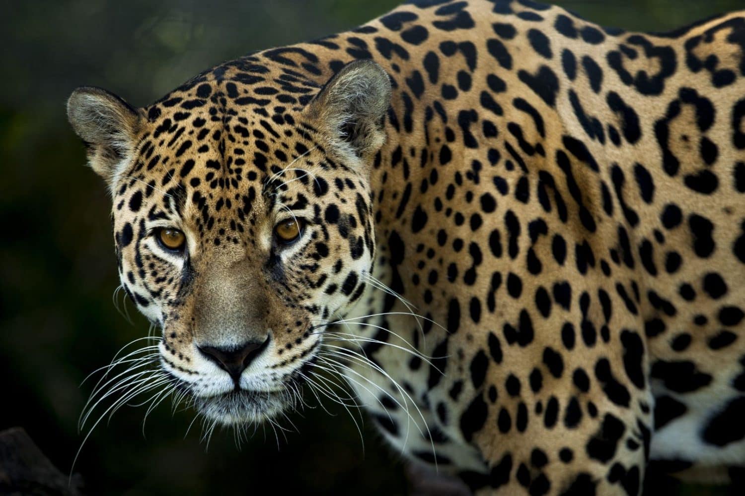 Jaguar