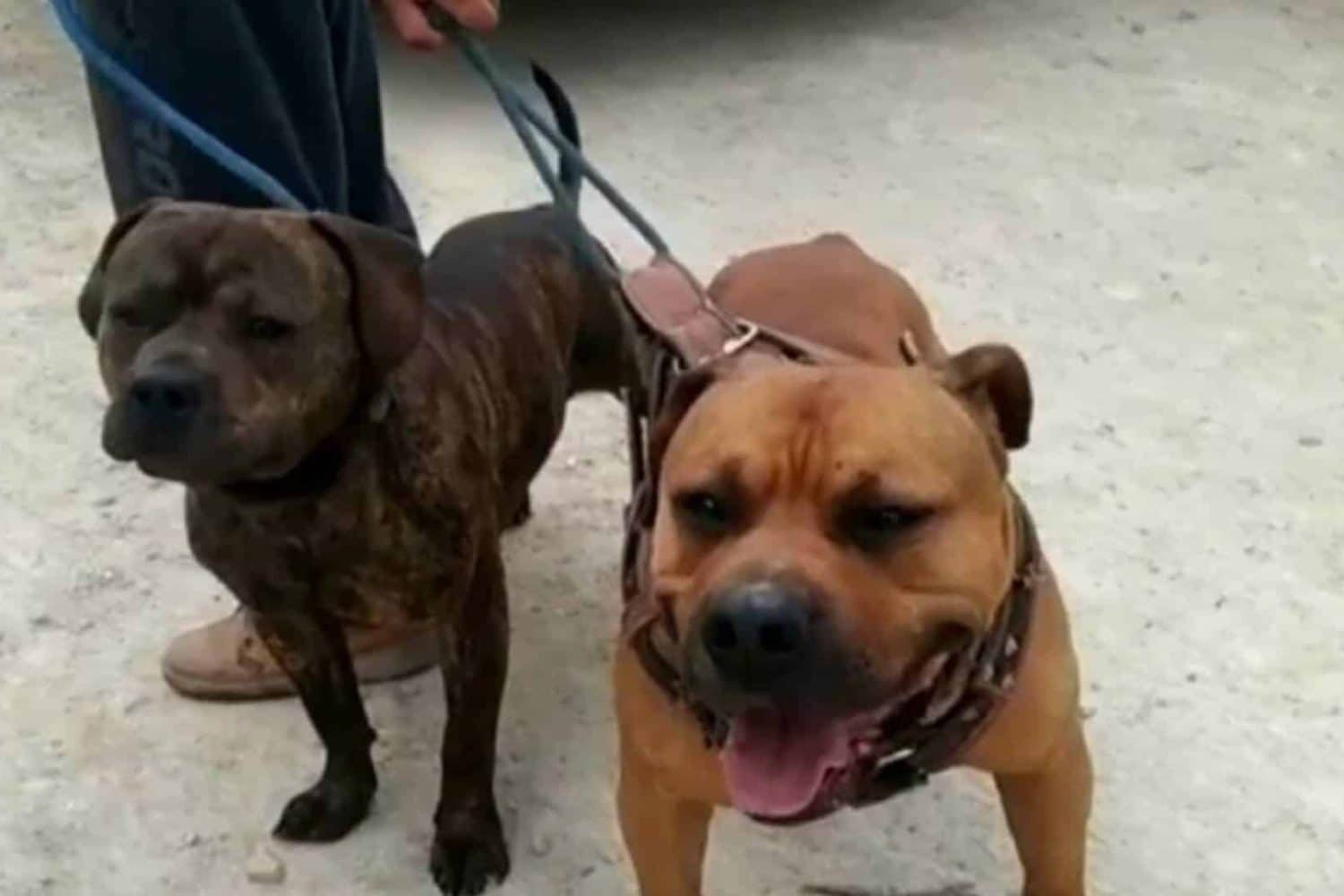Perros
