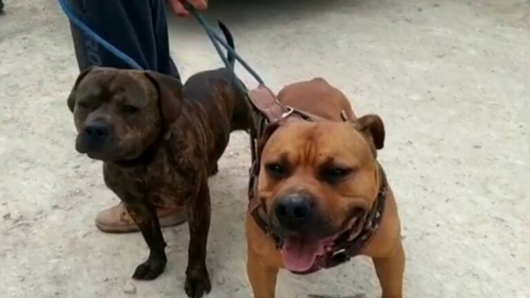 Perros