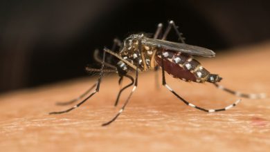 dengue