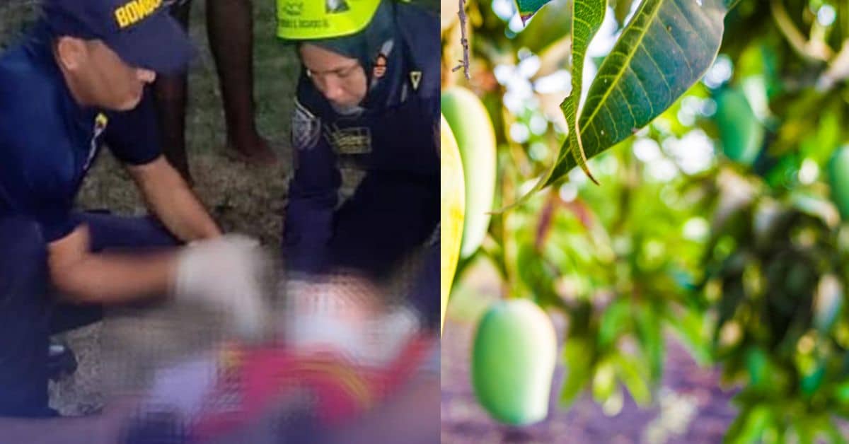 mangos
