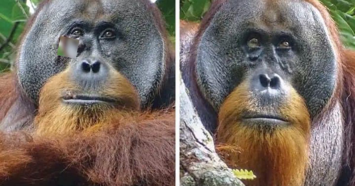 orangután