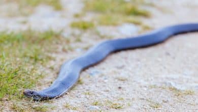 serpiente