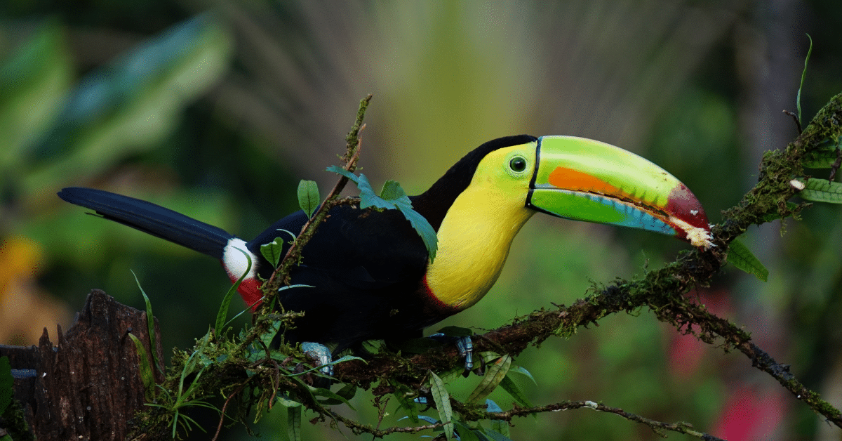 vida silvestre