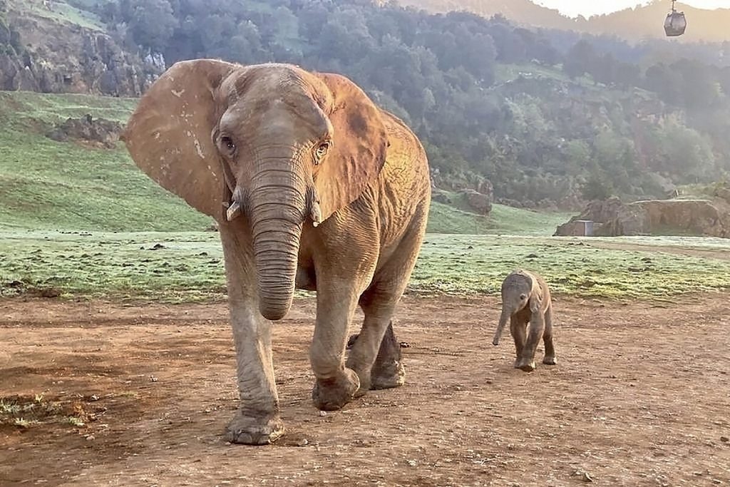 Elefante