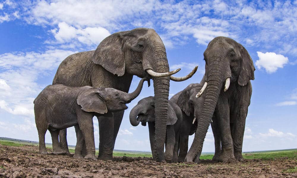 Elefante