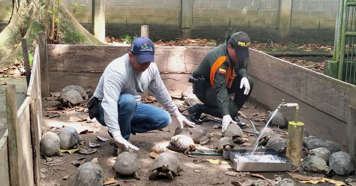 tortugas