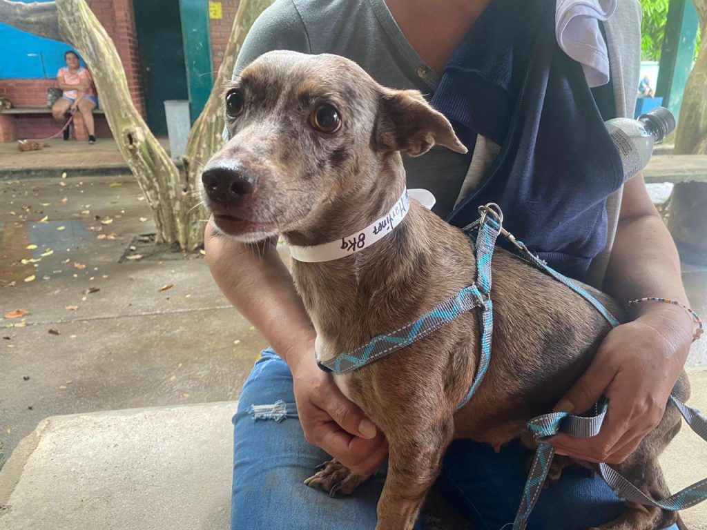 esterilizados