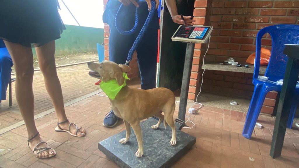 esterilizados