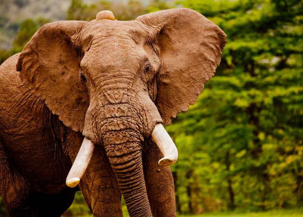 Elefante