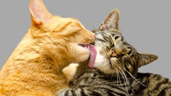 gato