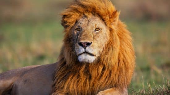 león