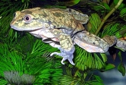 ranas