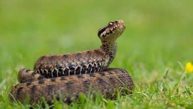 serpiente