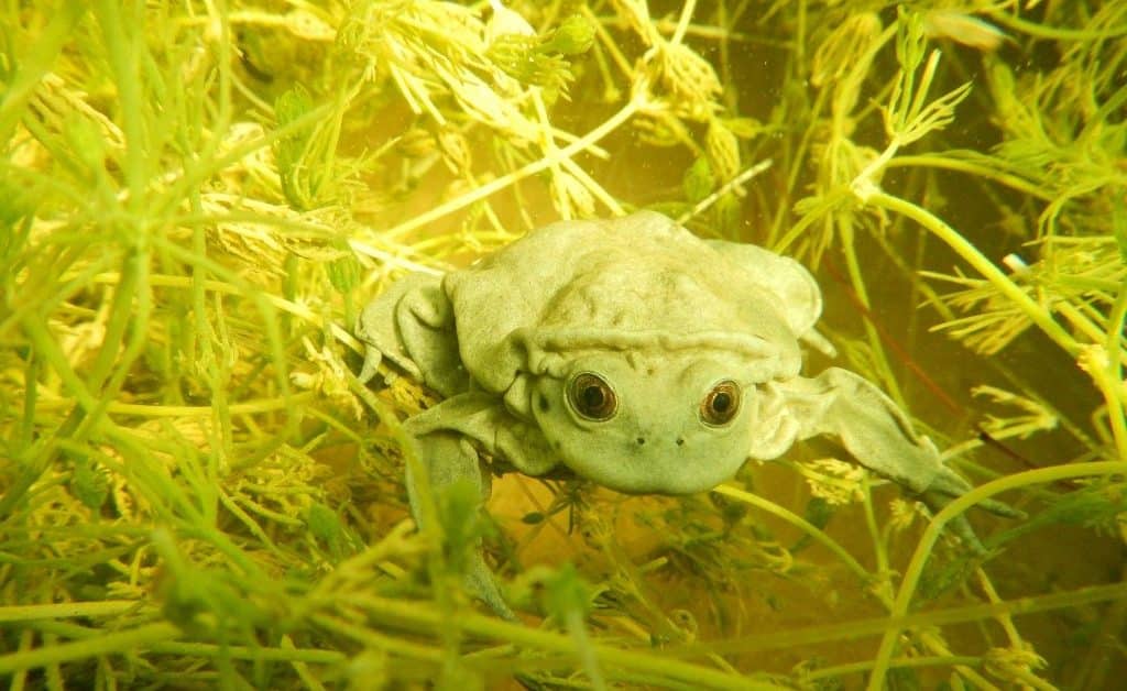 ranas