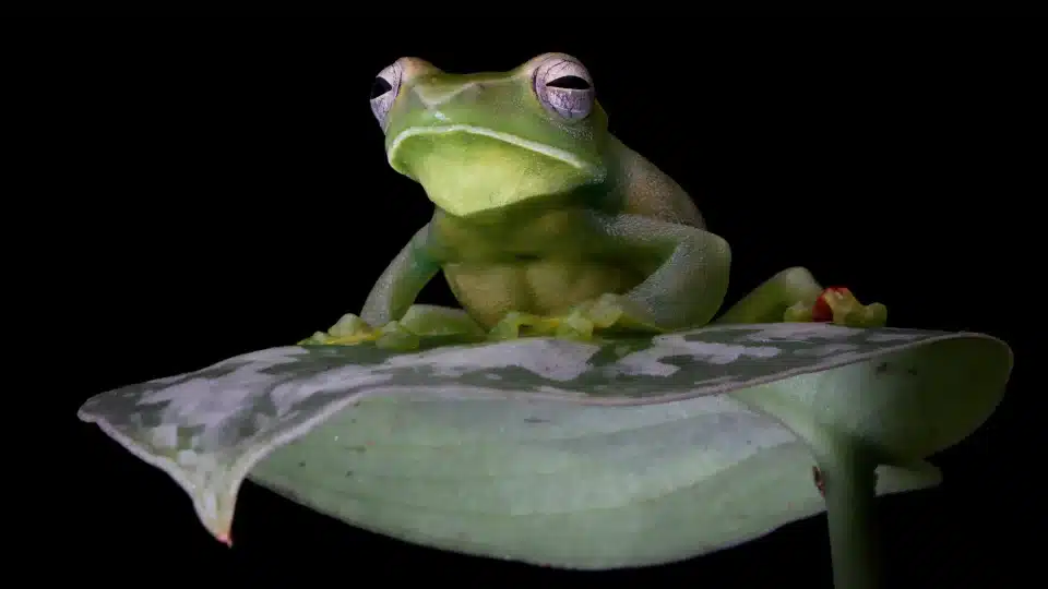 ranas